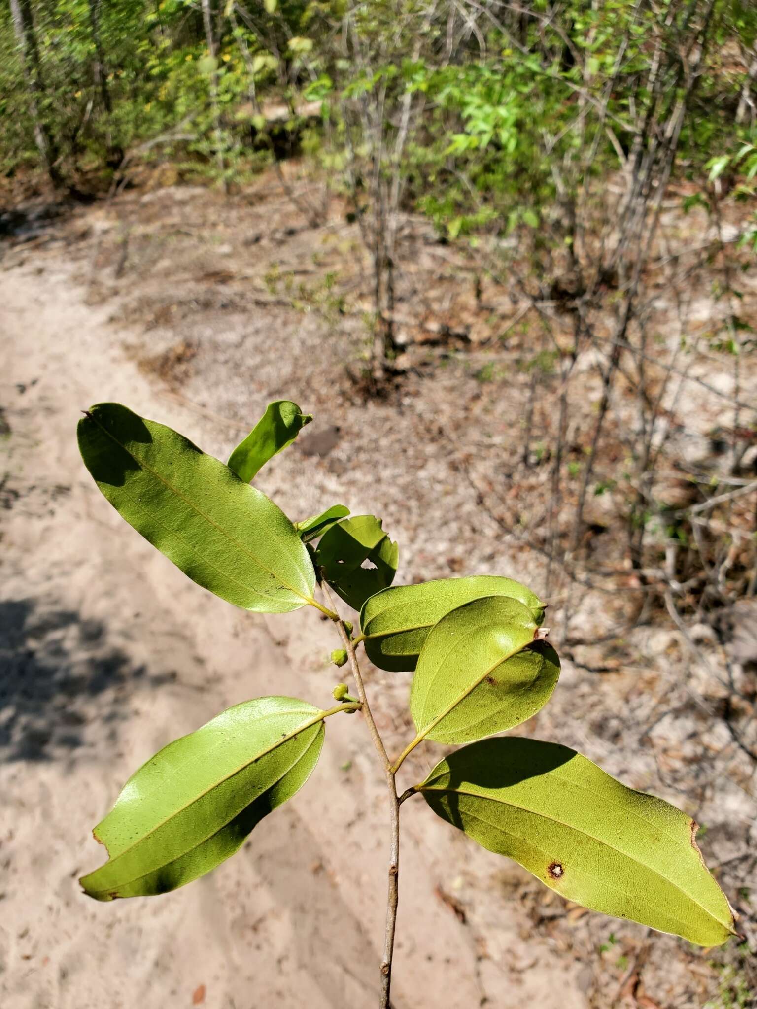 Image of Bathiorhamnus reticulatus (Capuron) Callm., Phillipson & Buerki