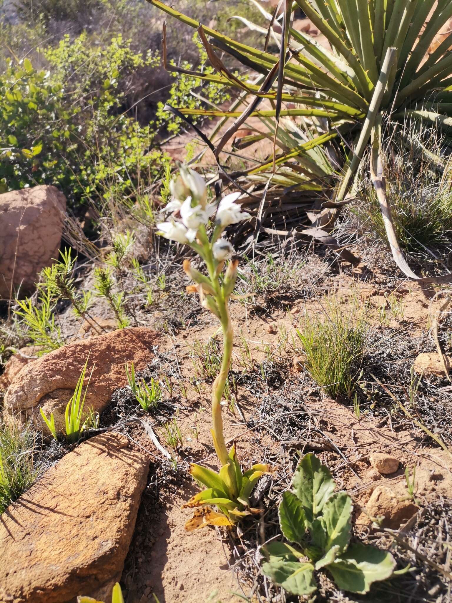 Image of Chloraea multiflora Lindl.