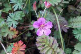 Image of Geranium polyanthes Edgew. & Hook.