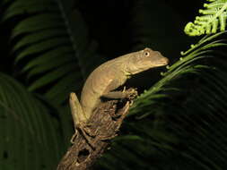 Image of Green Fan-throated lizard