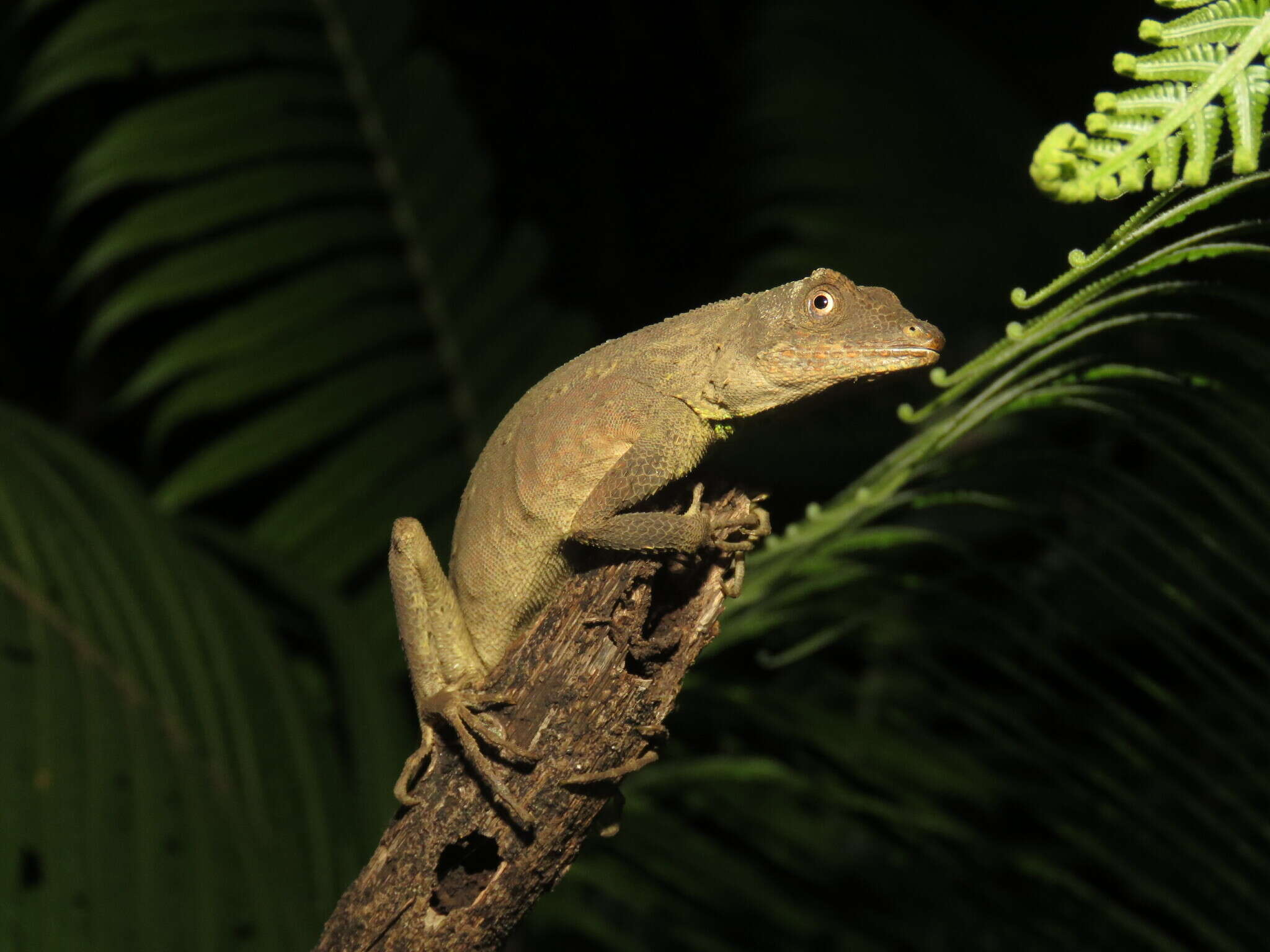 Image of Green Fan-throated lizard