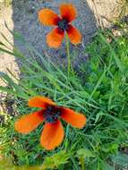 Image of Prickly Poppy