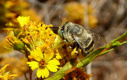 Image of Anthophora curta Provancher 1895