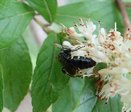 Myzinum obscurum (Fabricius 1805) resmi