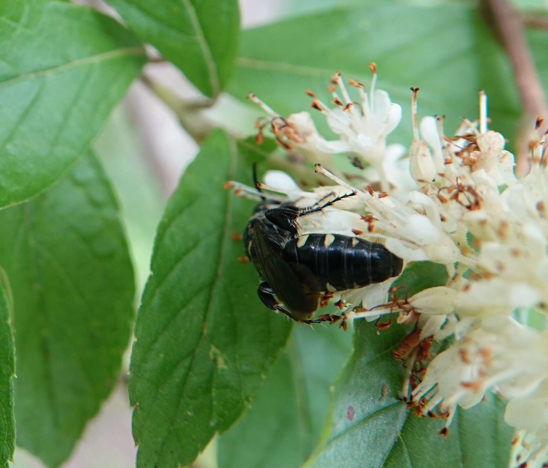 Myzinum obscurum (Fabricius 1805)的圖片