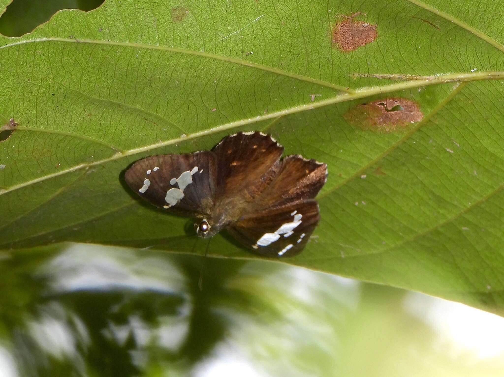 Celaenorrhinus leucocera Kollar 1848 resmi