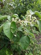 Image de Rubus urticifolius Poir.