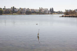 Image of Great Egret