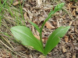 Image of Platanthera densa Freyn