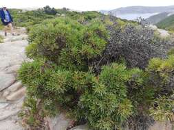 Image of Hakea oleifolia (Sm.) R. Br.