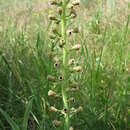 Image of Antherospora vaillantii (Tul. & C. Tul.) R. Bauer, M. Lutz, Begerow, Piątek & Vánky 2008