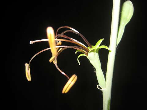 Image of Agave chamelensis (E. J. Lott & Verh.-Will.) Thiede & Eggli