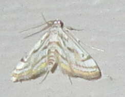 Image of Chestnut-marked Pondweed Moth