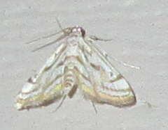 Image of Chestnut-marked Pondweed Moth