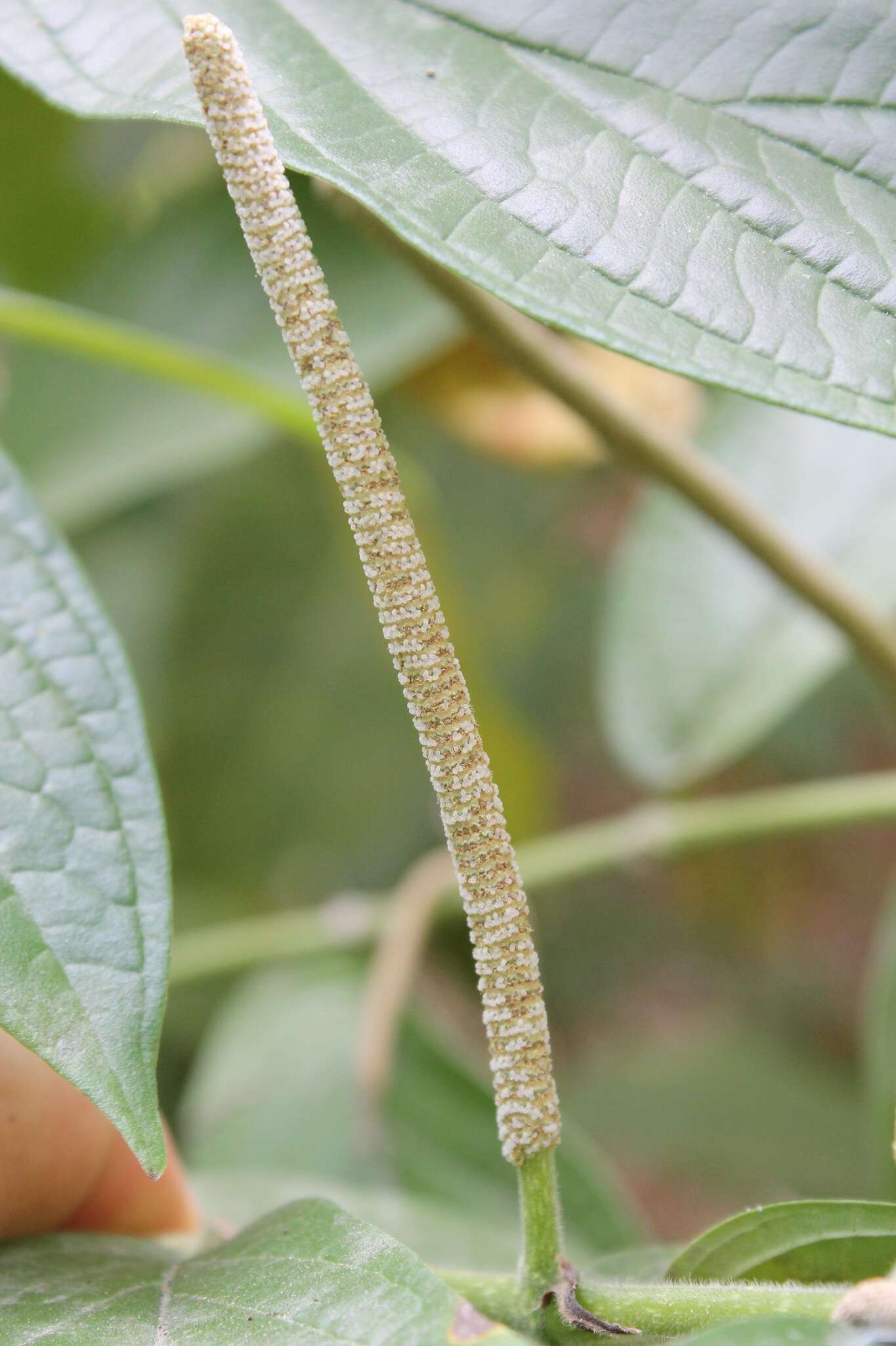 Image of Jamaican pepper