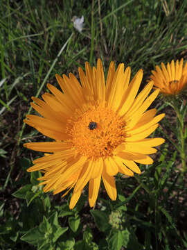 Image of Berkheya insignis (Harv.) Thell.