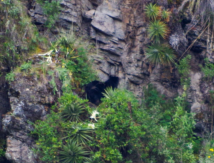 Image of Andean Bears