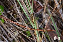 Image of Cypress Clubtail