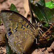 Imagem de Charaxes tiridates Cramer 1777