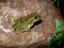 Image of Lowland Burrowing Treefrog