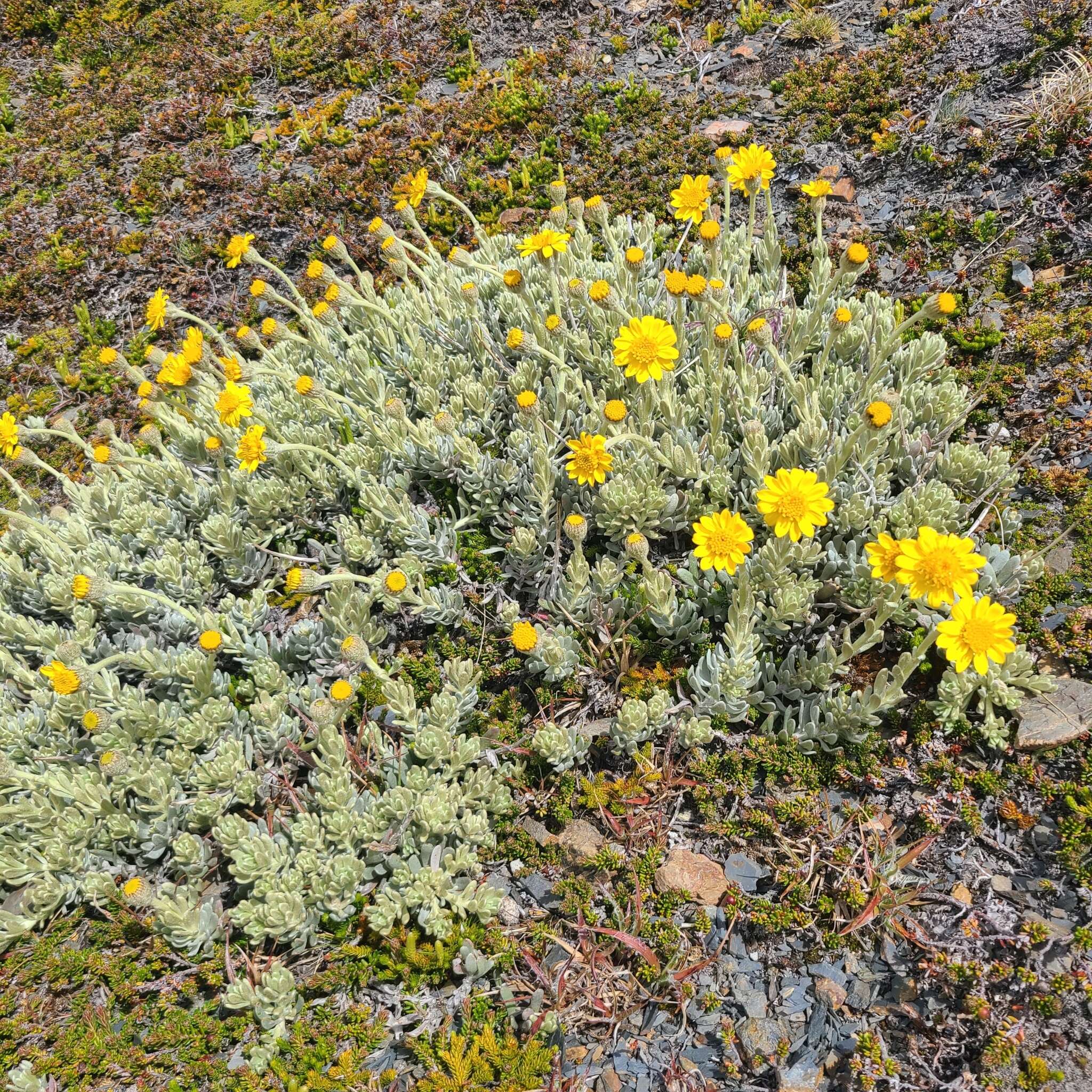 Plancia ëd Senecio argyreus Phil.