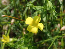 Image of Golden Hedge-Hyssop