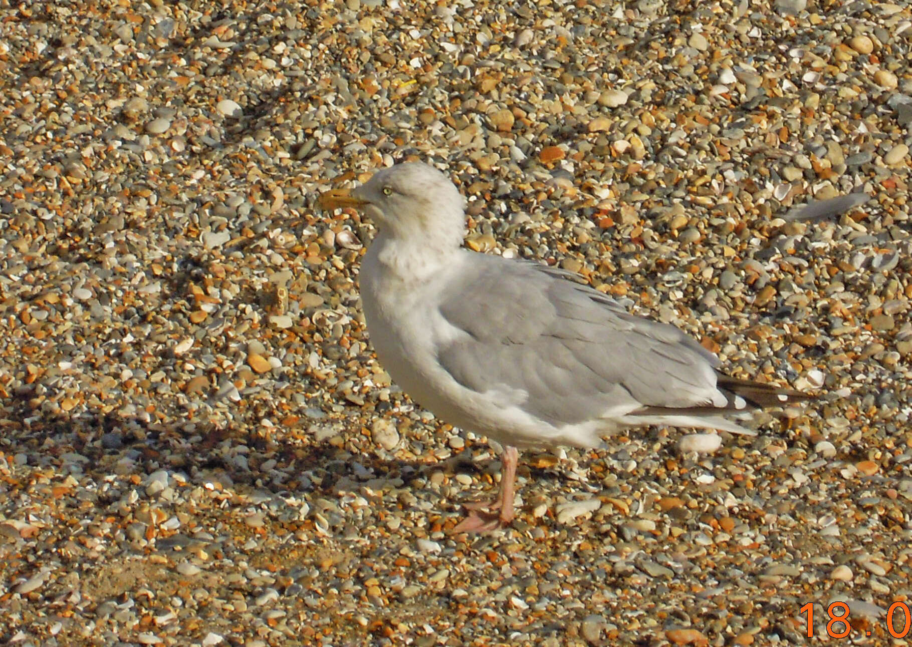 Слика од Larus argentatus argenteus Brehm, CL & Schilling 1822