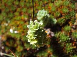 Image of Forstera sedifolia Forst. fil.