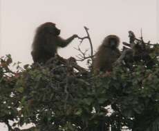 Image of Guinea Baboon