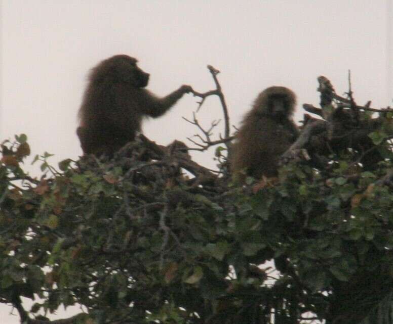 Image of Guinea Baboon