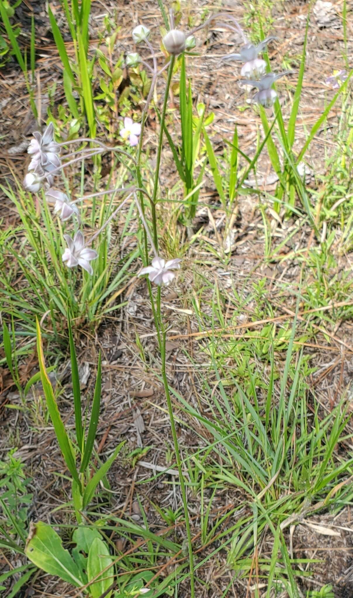 Image of Carolina milkweed