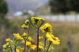 Image of Paramiflos glandulosus (Cuatrec.) Cuatrec.