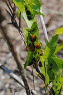 Image of Argus Tortoise Beetle