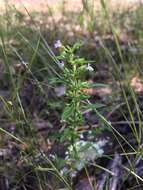 Image of American false pennyroyal