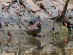 Image of Ortygospiza atricollis digressa Clancey 1958