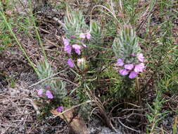 Image of Muraltia thunbergii Eckl. & Zeyh.