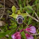 Sivun Ophrys omegaifera subsp. fleischmannii (Hayek) Del Prete kuva