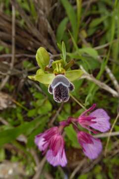 Ophrys omegaifera subsp. fleischmannii (Hayek) Del Prete的圖片