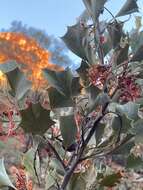 Image of Grevillea wickhamii Meissn.