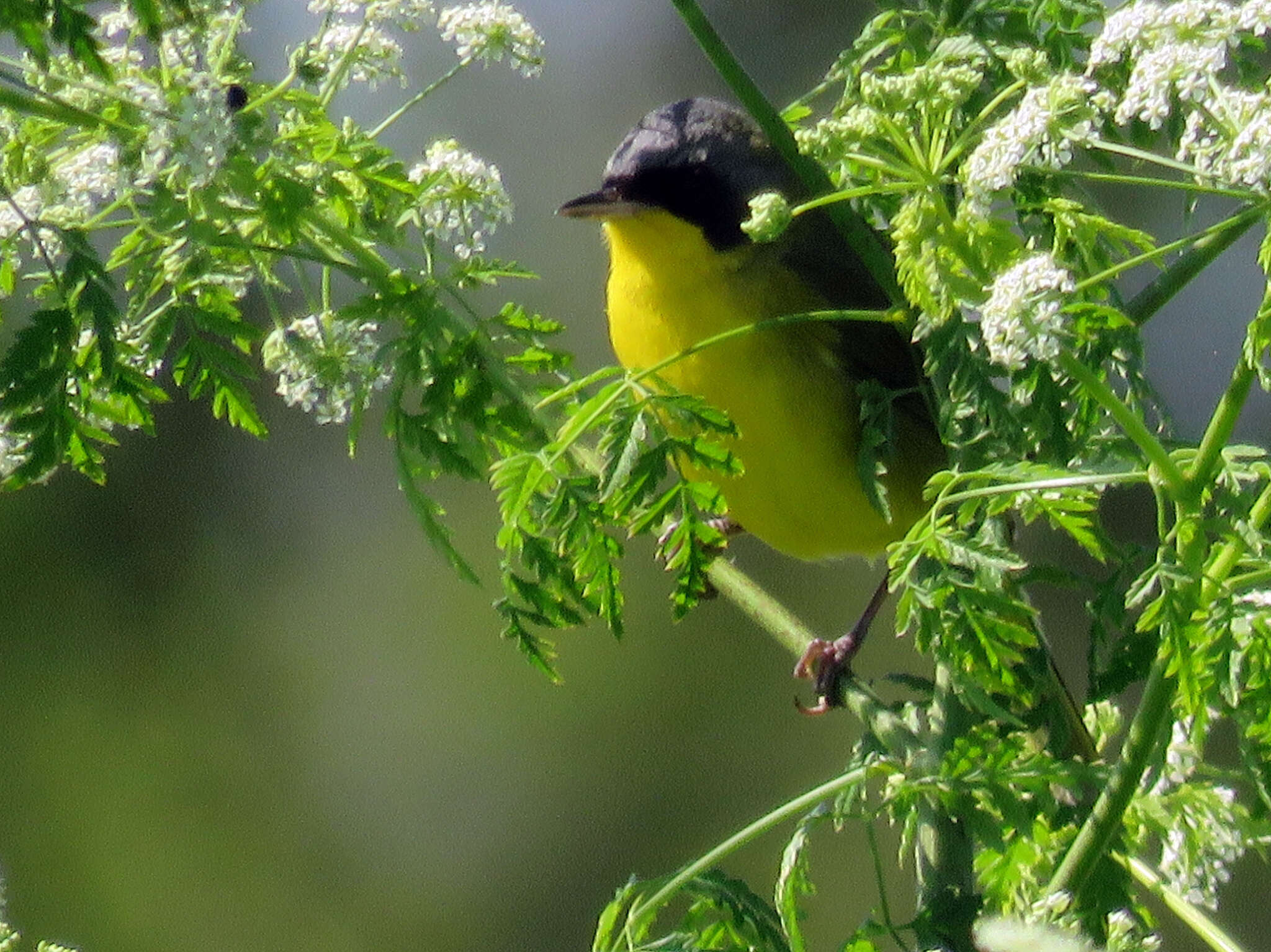 Image of Southern Yellowthroat