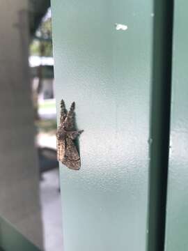 Image of Yellow-based Tussock Moth