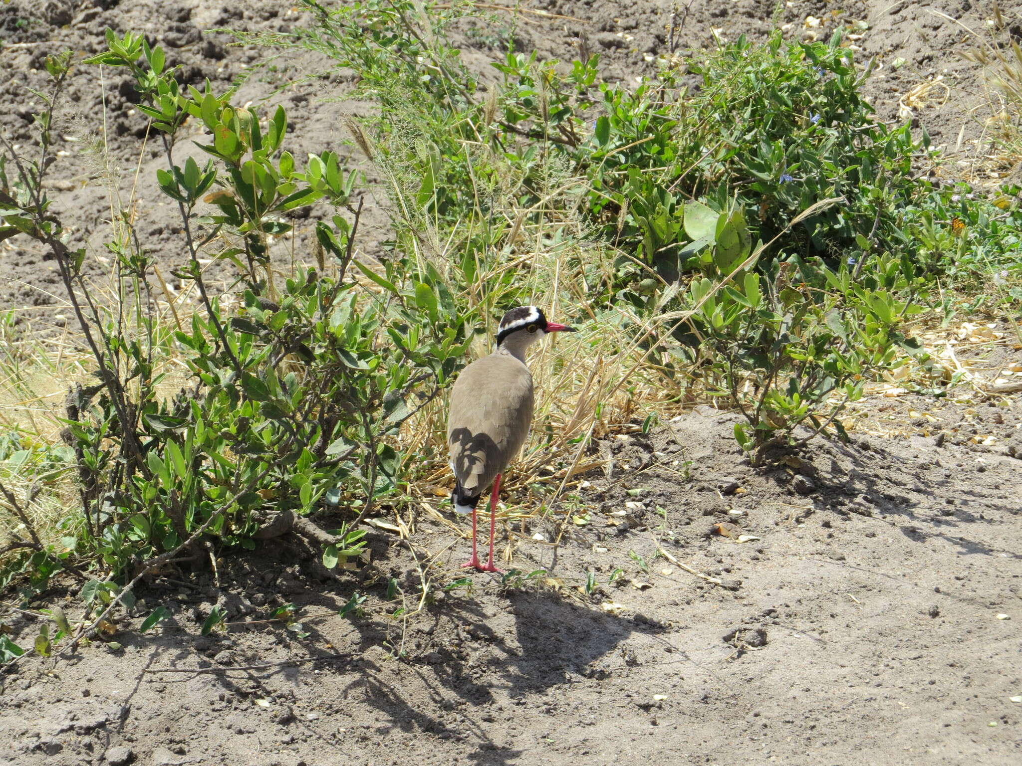 صورة Vanellus coronatus (Boddaert 1783)