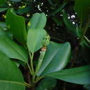 Image of Magnolia ekmanii Urb.