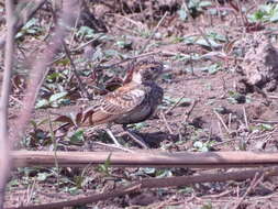 Image of Chestnut-backed Sparrow-Lark