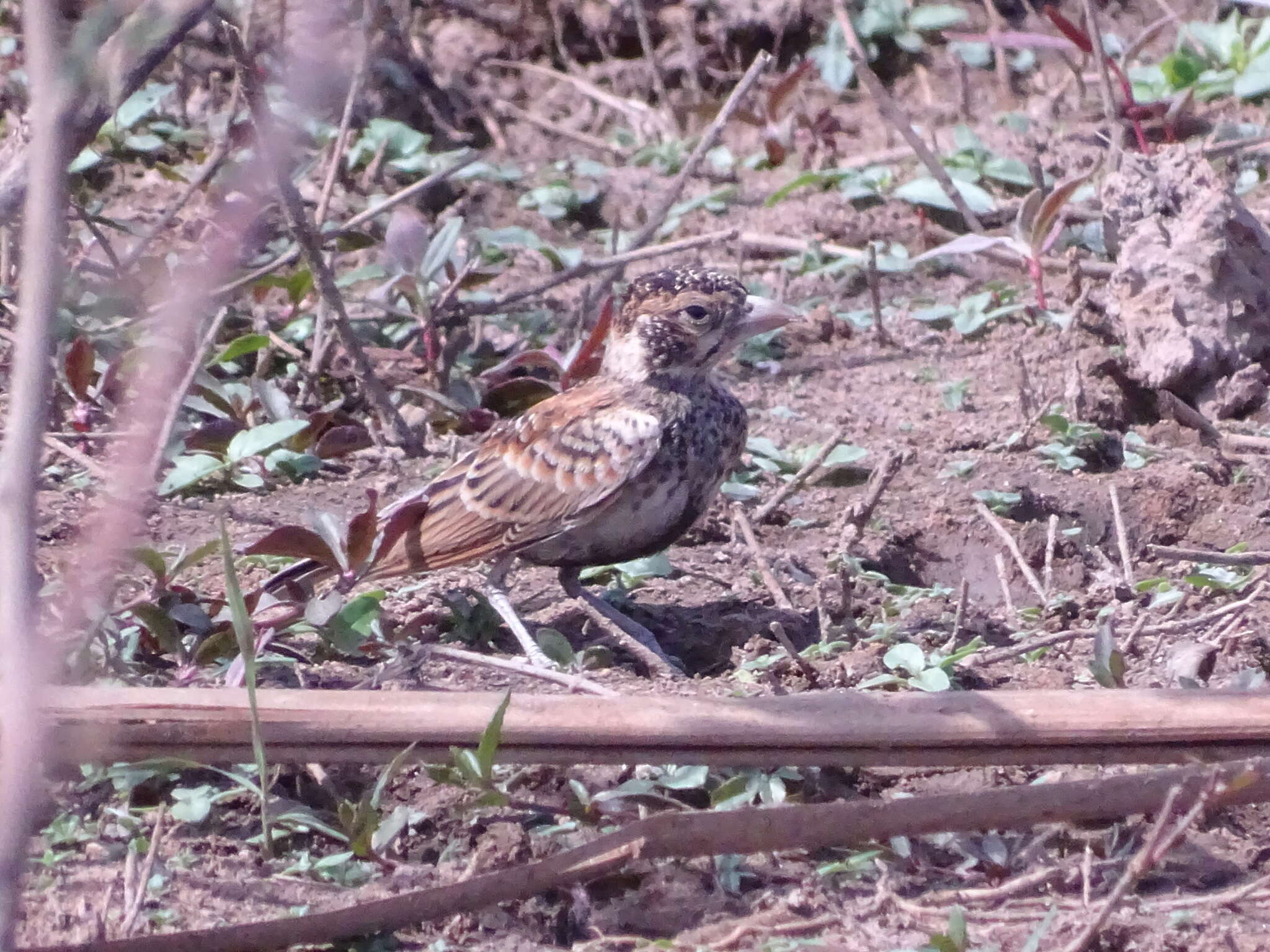 Image of Chestnut-backed Sparrow-Lark