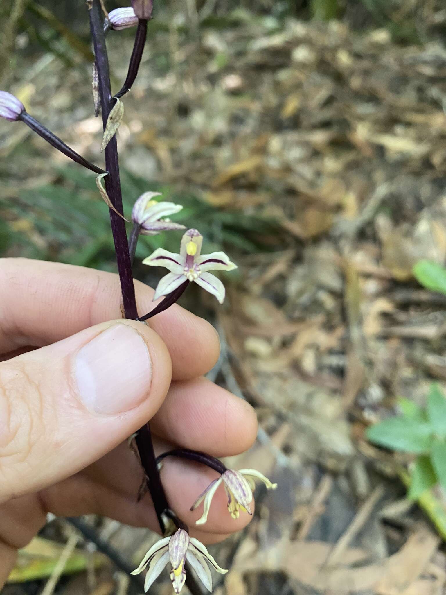 Image of Aphyllorchis queenslandica Dockrill