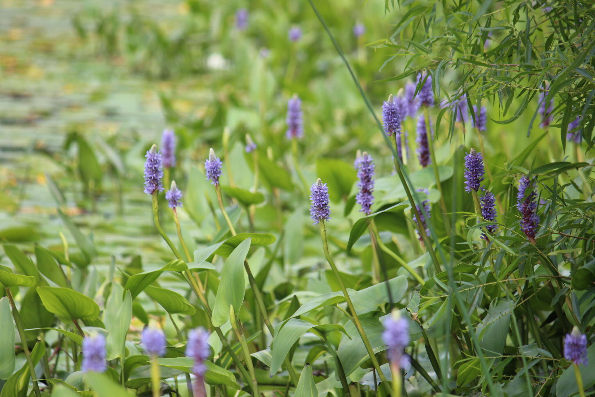 Image of pickerelweed