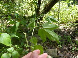 Image of Passiflora adenopoda