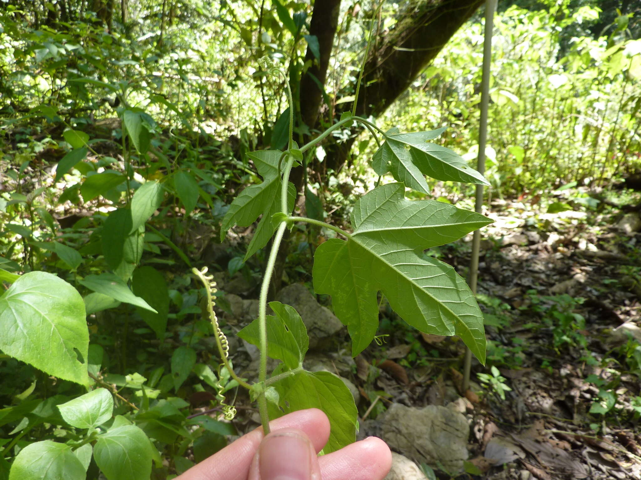 Passiflora adenopoda resmi