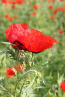 Image of Papaver pavoninum Fisch. & C. A. Mey.